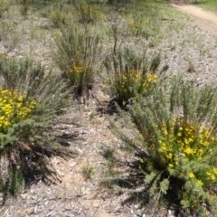 Chrysocephalum semipapposum (Clustered Everlasting) at Deakin, ACT - 12 Dec 2017 by JackyF