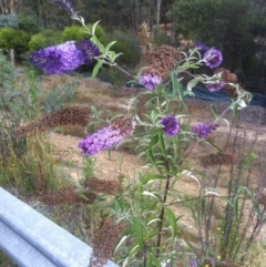 Buddleja davidii (Buddleja, Buddleia, Butterfly Bush) at Wamboin, NSW - 27 Jan 2018 by natureguy