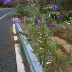 Buddleja davidii at Wamboin, NSW - 28 Jan 2018 09:41 AM