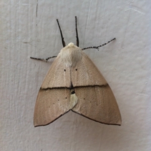 Gastrophora henricaria at Bungendore, NSW - 22 Oct 2017