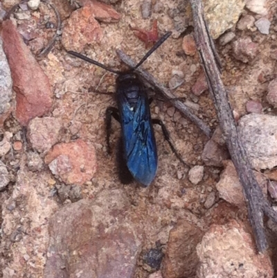 Austroscolia soror (Blue Flower Wasp) at Wamboin, NSW - 14 Jan 2018 by natureguy