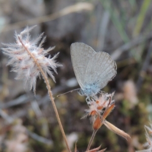 Zizina otis at Rob Roy Range - 8 Jan 2018