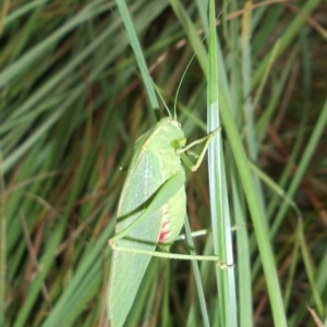 Caedicia simplex at Rendezvous Creek, ACT - 14 Feb 2015