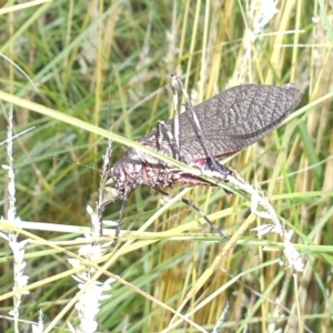 Acripeza reticulata at Rendezvous Creek, ACT - 14 Feb 2015