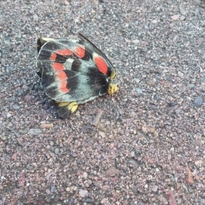 Delias harpalyce (Imperial Jezebel) at QPRC LGA - 22 Dec 2017 by natureguy