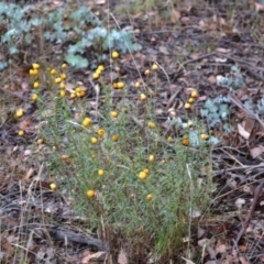 Xerochrysum viscosum (Sticky Everlasting) at Hughes Grassy Woodland - 24 Nov 2017 by JackyF