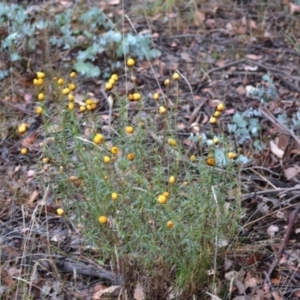 Xerochrysum viscosum at Deakin, ACT - 24 Nov 2017