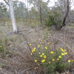 Xerochrysum viscosum at Deakin, ACT - 24 Nov 2017