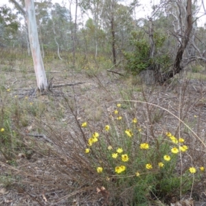 Xerochrysum viscosum at Deakin, ACT - 24 Nov 2017