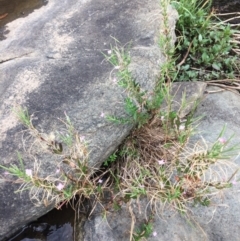 Epilobium billardiereanum subsp. cinereum (Hairy Willow Herb) at Burra, NSW - 28 Jan 2018 by alexwatt