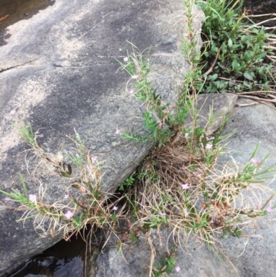 Epilobium billardiereanum subsp. cinereum (Hairy Willow Herb) at Burra, NSW - 27 Jan 2018 by alex_watt