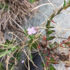 Epilobium billardiereanum subsp. cinereum at Burra, NSW - 28 Jan 2018