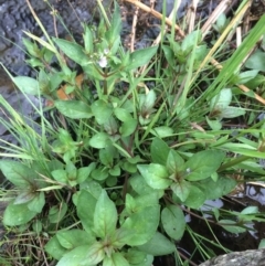 Veronica anagallis-aquatica (Blue Water Speedwell) at Burra, NSW - 28 Jan 2018 by alexwatt