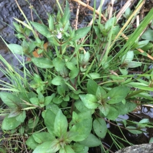 Veronica anagallis-aquatica at Burra, NSW - 28 Jan 2018 10:04 AM