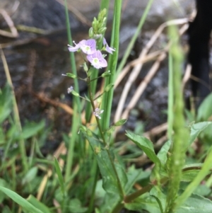 Veronica anagallis-aquatica at Burra, NSW - 28 Jan 2018 10:04 AM