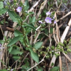 Veronica anagallis-aquatica at Burra, NSW - 28 Jan 2018 10:04 AM