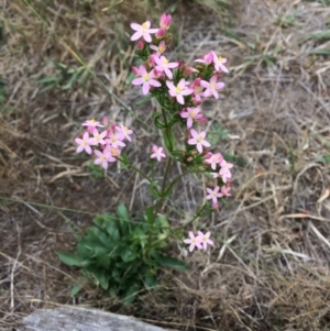 Centaurium erythraea at Burra, NSW - 28 Jan 2018 10:21 AM