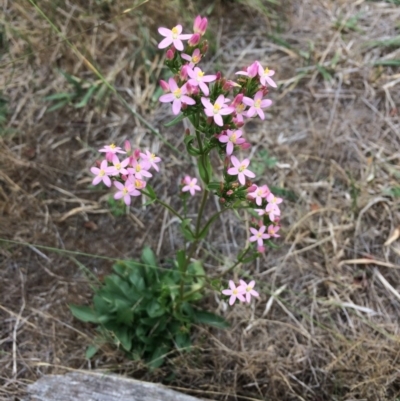 Centaurium erythraea (Common Centaury) at Burra, NSW - 28 Jan 2018 by alexwatt