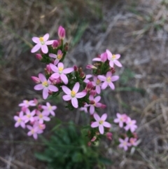 Centaurium erythraea at Burra, NSW - 28 Jan 2018 10:21 AM