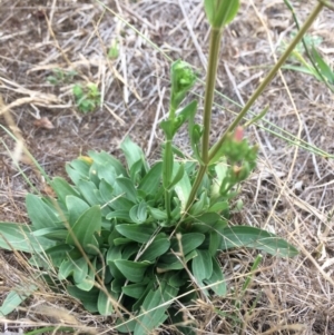 Centaurium erythraea at Burra, NSW - 28 Jan 2018 10:21 AM