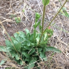 Centaurium erythraea at Burra, NSW - 28 Jan 2018