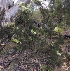 Bursaria spinosa (Native Blackthorn, Sweet Bursaria) at Burra, NSW - 28 Jan 2018 by alexwatt