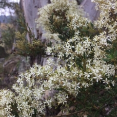 Bursaria spinosa at Burra, NSW - 28 Jan 2018