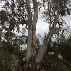 Eucalyptus pauciflora subsp. pauciflora (White Sally, Snow Gum) at Burra, NSW - 27 Jan 2018 by alexwatt