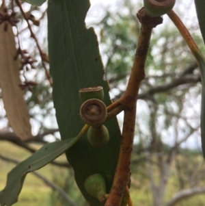 Eucalyptus pauciflora subsp. pauciflora at Googong Foreshore - 28 Jan 2018