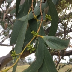 Eucalyptus pauciflora subsp. pauciflora at Googong Foreshore - 28 Jan 2018