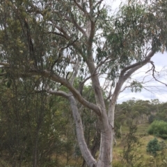 Eucalyptus pauciflora subsp. pauciflora at Burra, NSW - 28 Jan 2018