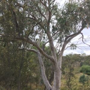 Eucalyptus pauciflora subsp. pauciflora at Burra, NSW - 28 Jan 2018