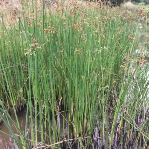 Schoenoplectus tabernaemontani at Burra, NSW - 28 Jan 2018