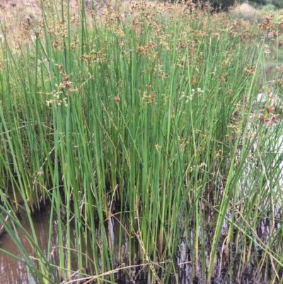 Schoenoplectus validus (River Club-rush) at Googong Foreshore - 27 Jan 2018 by alex_watt