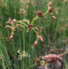 Schoenoplectus validus at Burra, NSW - 28 Jan 2018