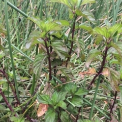 Mentha x piperita (Peppermint) at Burra, NSW - 27 Jan 2018 by alex_watt