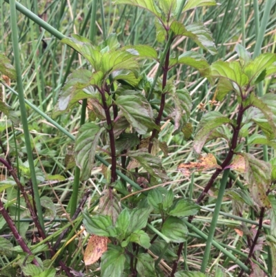 Mentha x piperita (Peppermint) at Burra, NSW - 27 Jan 2018 by alex_watt