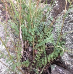 Sanguisorba minor (Salad Burnet, Sheep's Burnet) at Googong Foreshore - 27 Jan 2018 by alex_watt