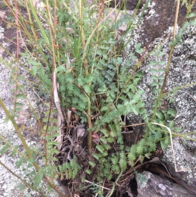 Sanguisorba minor (Salad Burnet, Sheep's Burnet) at Burra, NSW - 28 Jan 2018 by alexwatt