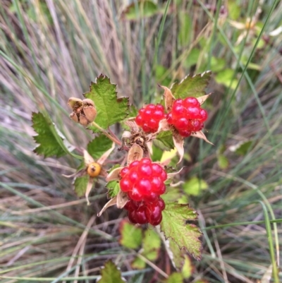 Rubus parvifolius (Native Raspberry) at Burra, NSW - 28 Jan 2018 by alexwatt