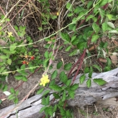 Rubus parvifolius at Burra, NSW - 28 Jan 2018