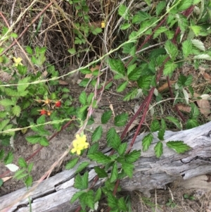 Rubus parvifolius at Burra, NSW - 28 Jan 2018