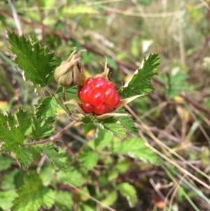 Rubus parvifolius at Burra, NSW - 28 Jan 2018