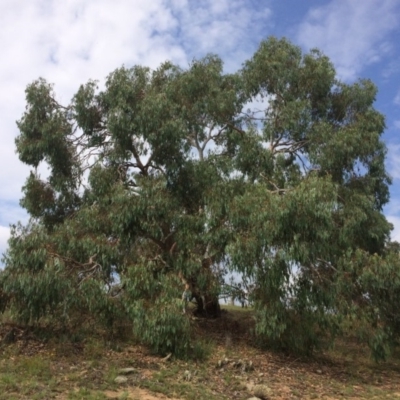 Eucalyptus rubida subsp. rubida (Candlebark) at QPRC LGA - 28 Jan 2018 by alex_watt