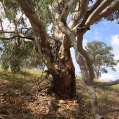 Eucalyptus rubida subsp. rubida at QPRC LGA - 28 Jan 2018