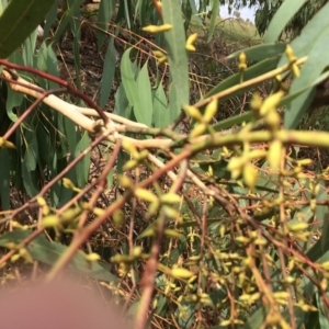 Eucalyptus rubida subsp. rubida at QPRC LGA - 28 Jan 2018 11:11 AM