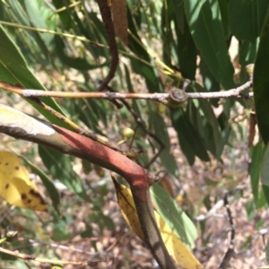 Eucalyptus rubida subsp. rubida at QPRC LGA - 28 Jan 2018 11:11 AM