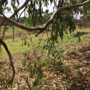 Eucalyptus rubida subsp. rubida at QPRC LGA - 28 Jan 2018