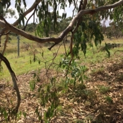 Eucalyptus rubida subsp. rubida at Burra, NSW - 28 Jan 2018