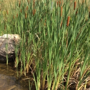 Typha sp. at Burra, NSW - 28 Jan 2018